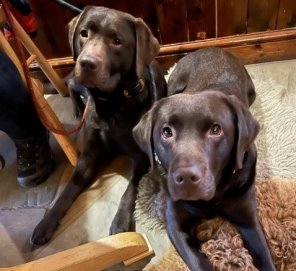 Barnaby and Buttons being Labs particularly enjoyed the treats and sausages on offer.